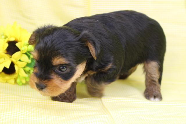 ヨークシャーテリア