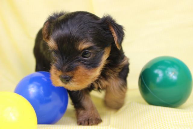 ヨークシャーテリア