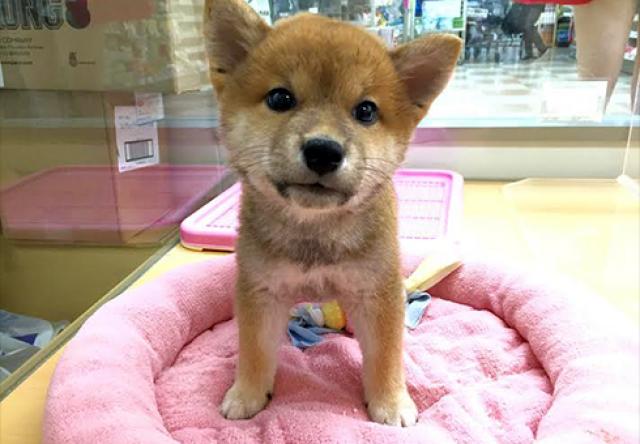 柴犬