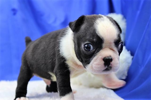 ボストンテリア