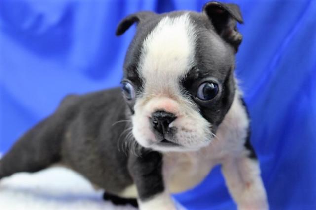 ボストンテリア