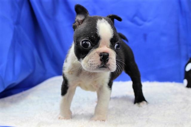 ボストンテリア