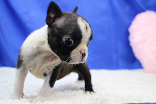 ボストンテリア