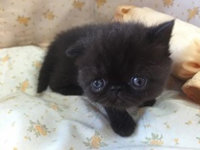 エキゾチックショートヘアー