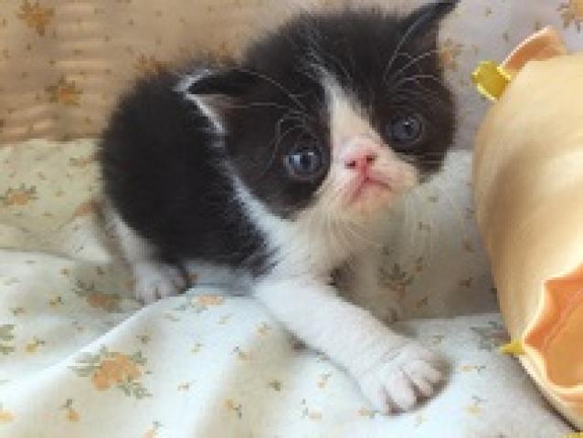 エキゾチックショートヘアー