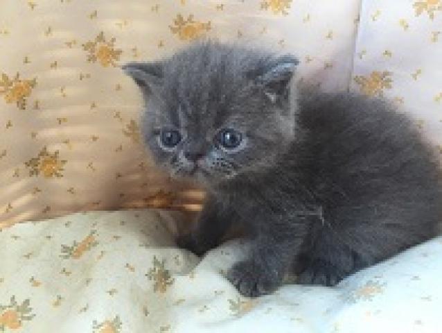 エキゾチックショートヘアー