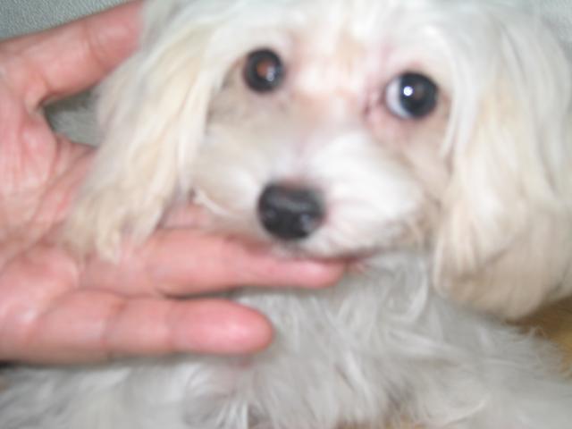 トイプードルホワイトクリーム