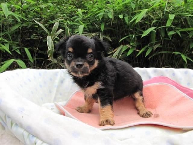 チワワ（ロングコート）