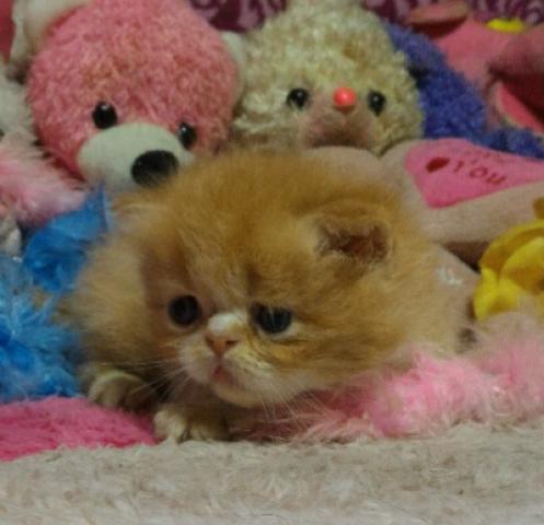 エキゾチックショートヘアー