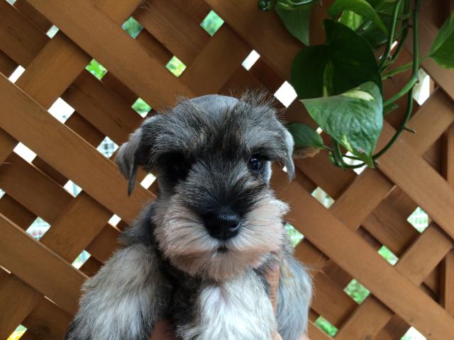 ミニチュアシュナウザー