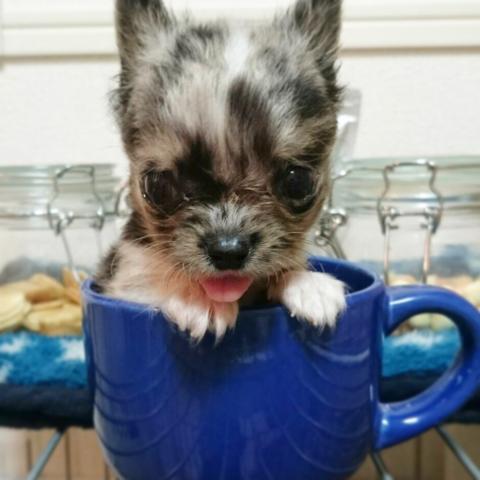 チワワ（ロングコート）