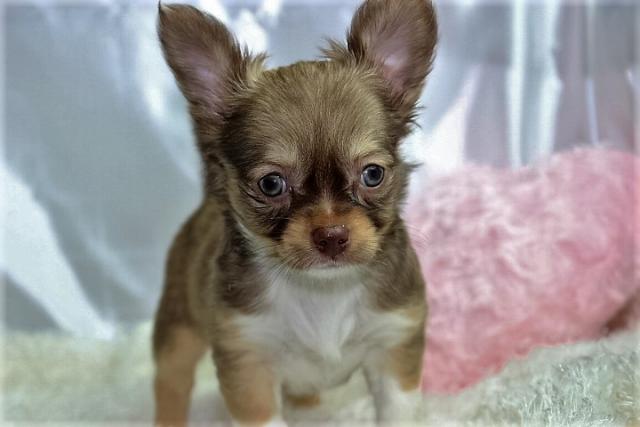 チワワ(ロングコート)