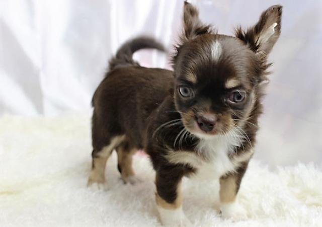 チワワ（ロングコート）