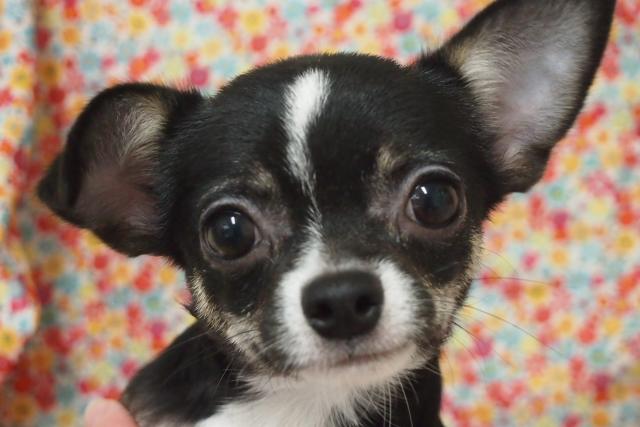 チワワ（スムースコート）