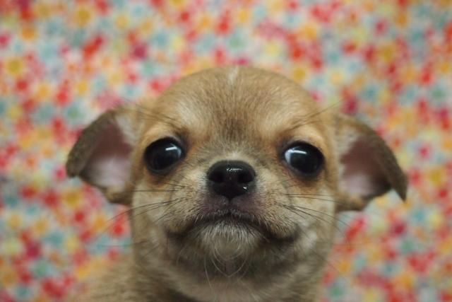 チワワ（スムースコート）