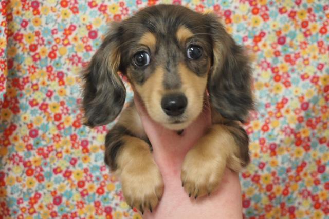 ミニチュアダックスフンド