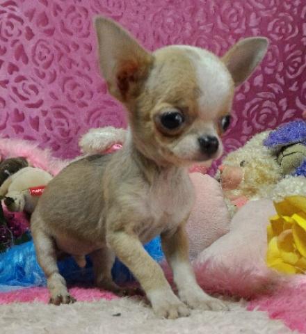 チワワ(スムースコート)