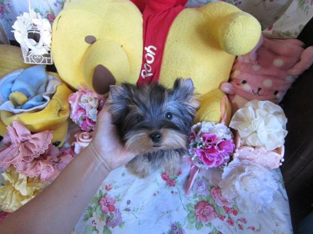 ヨークシャーテリア