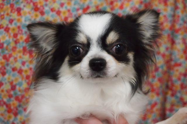 チワワ(ロングコート)