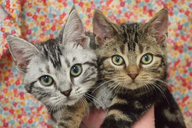 アメリカンショートヘアー