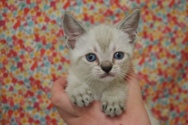 アメリカンショートヘアー