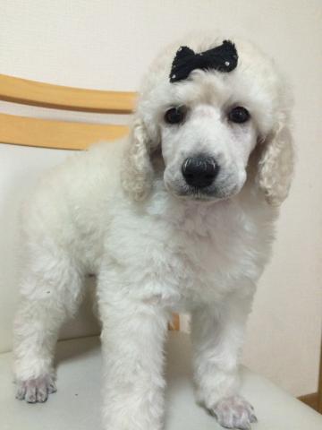 スタンダードプードルホワイト♡姫