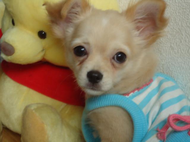 チワワ（ロングコート）クリーム