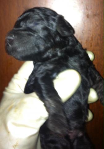 トイプードル<出産情報です>