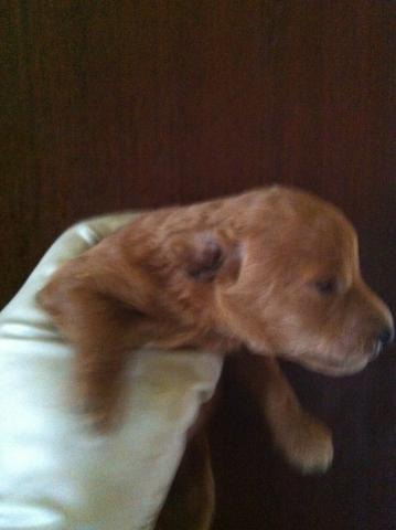 トイプードル<出産情報です>