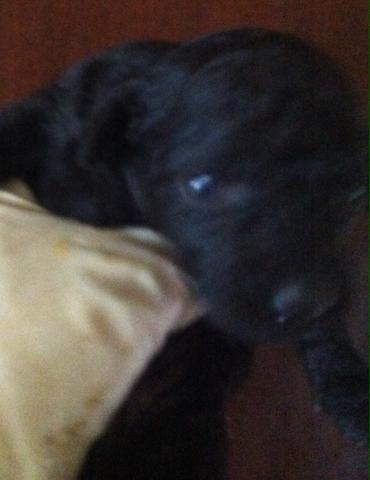 トイプードル<出産情報です>