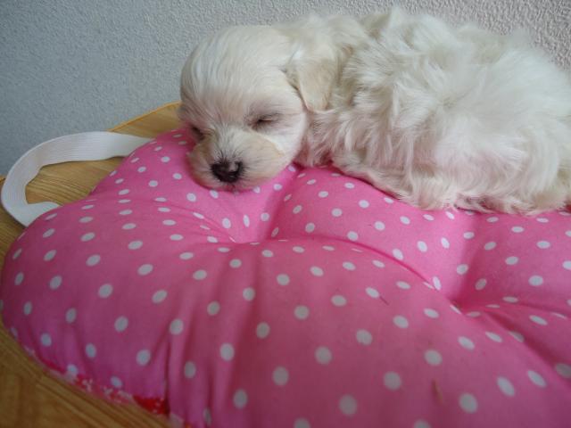 トイプードルミックス