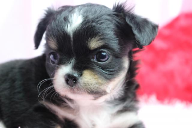 チワワ(ロングコート)