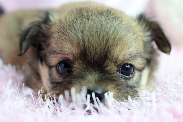 チワワ（ロングコート）