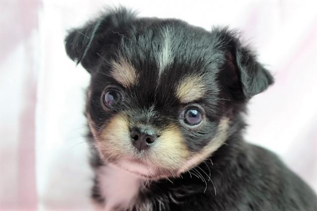 チワワ（ロングコート）