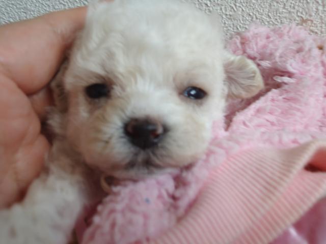 トイプードルホワイト　ミックス