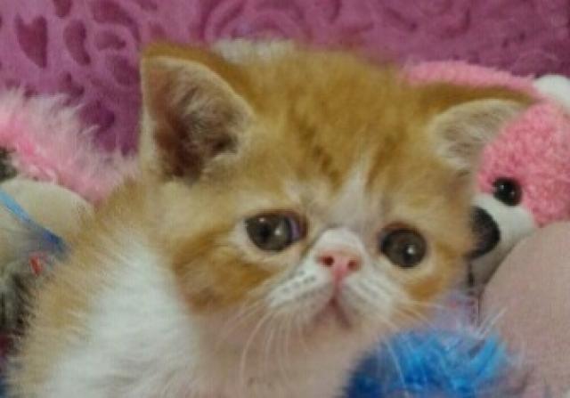 エキゾチックショートヘアー