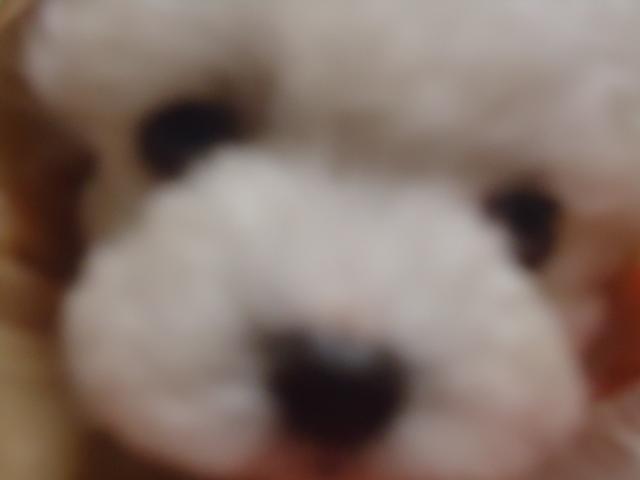 トイプードルj.a\r＠