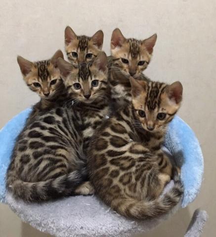 RARA BENGALS