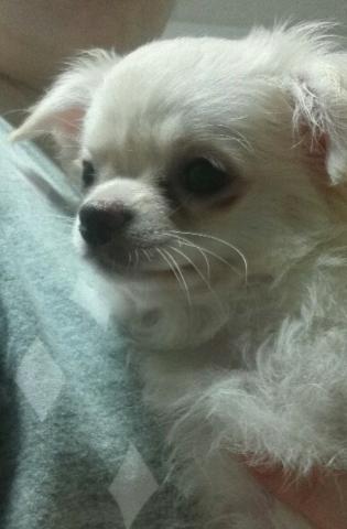 チワワ（ロングコート）