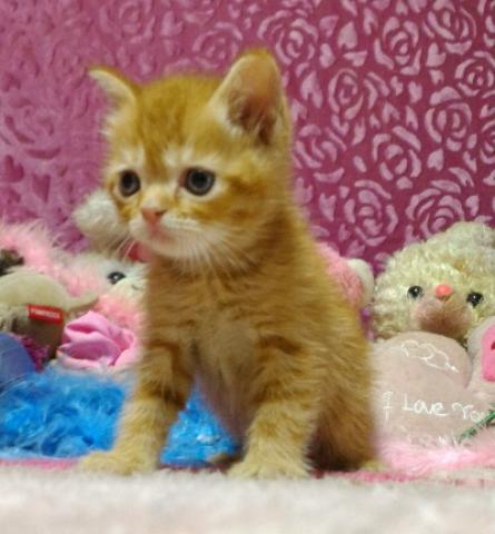 エキゾチックショートヘアー