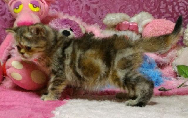 エキゾチックショートヘアー