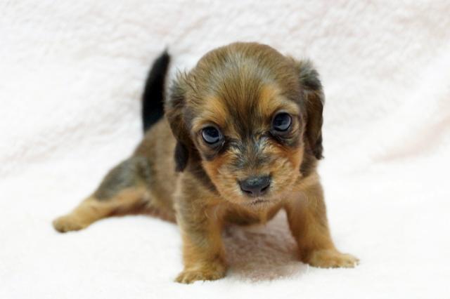 カニンヘンダックスフンド