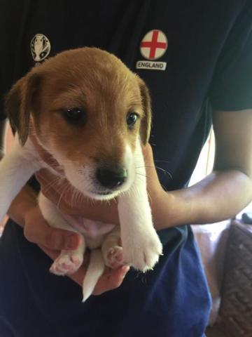 ジャックラッセルテリア