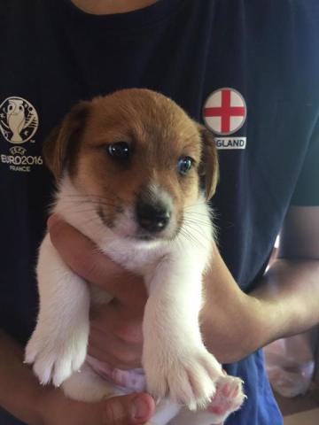 ジャックラッセルテリア