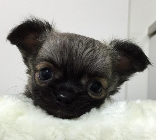 チワワ（ロングコート）