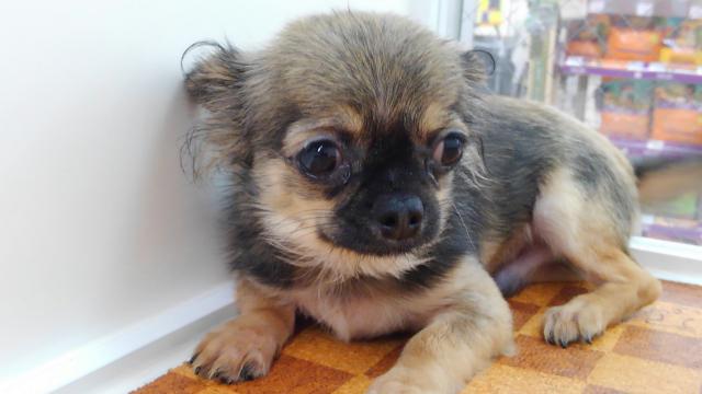 チワワ(ロングコート)