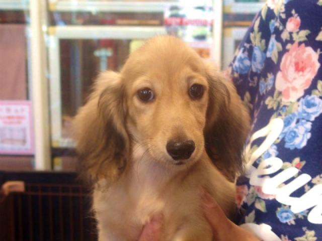 ミニチュアダックスフンド