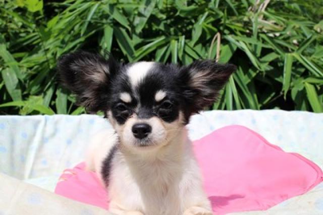 チワワ（ロングコート）