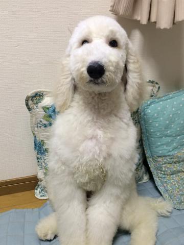 スタンダードプードル