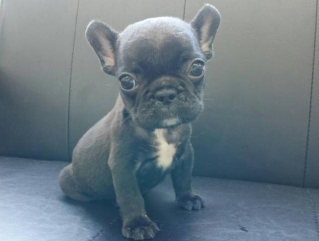 フレンチブルドッグ